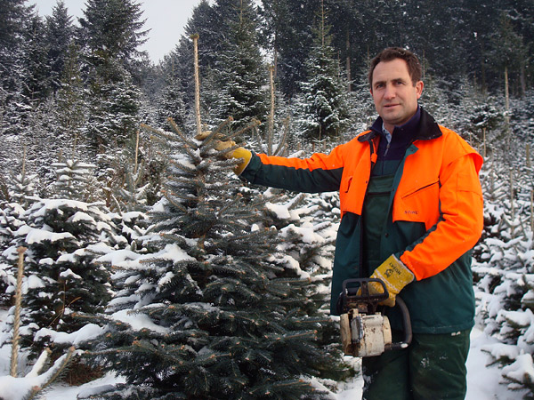 Weihnachtsbaum schlagen